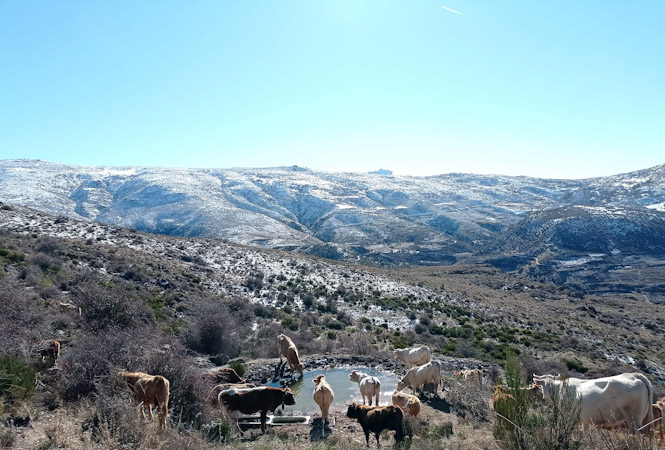 Sergio Alanzor, de Ganadería Los Rotos (AYTO. GÜEJAR SIERRA)