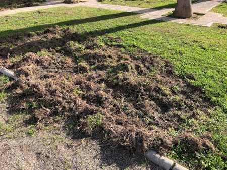 Daños en el césped (AYTO. MOTRIL) 