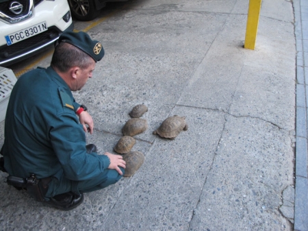 Un agente de la Guardia Civil junto a las tortugas incautadas (GUARDIA CIVIL)