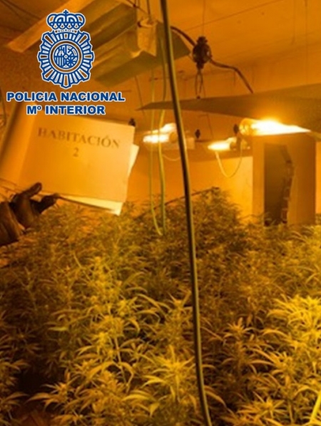 Imagen de las plantas incautadas (POLICÍA NACIONAL)