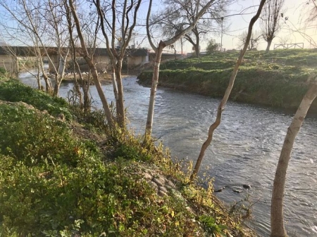 Río Genil a su paso por Huétor Tájar, en la zona que el Ayuntamiento ha limpiado y reforesta do (AYTO. HUÉTOR TÁJAR) 