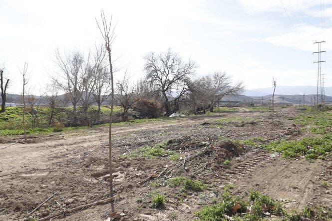 Nueva zona verde de Huétor Tájar, en la que el Ayuntamiento está sembrando más de 400 árboles (AYTO. HUÉTOR TÁJAR)