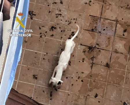 Imagen de uno de los perros (GUARDIA CIVIL)