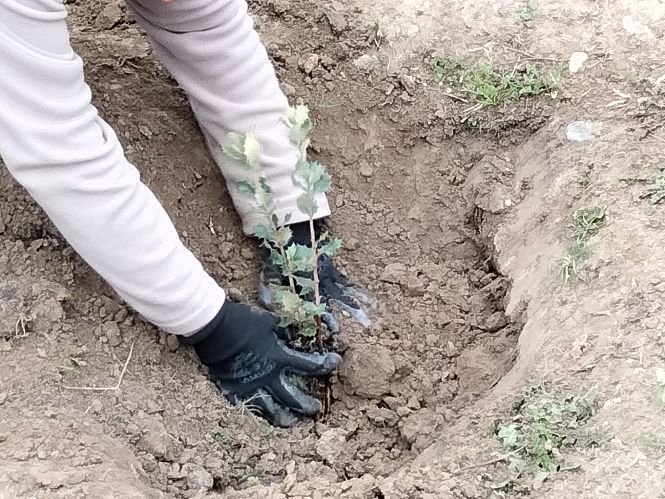 Jornada de reforestación celebrada en el Parque de las Canteras (AYTO. LA ZUBIA)