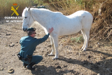 Un agente de la Guardia Civil con la yegua (GUARDIA CIVIL)