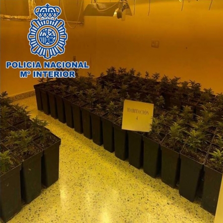 Una de las plantaciones incautadas (POLICIA NACIONAL)