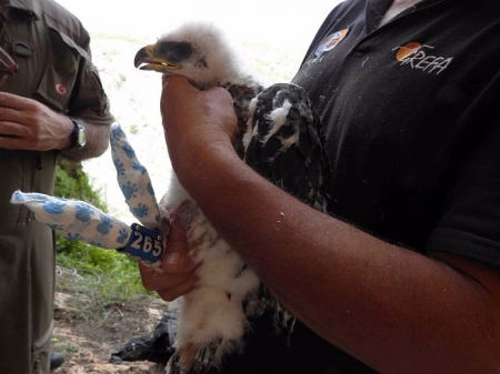Ejemplar de águila (GREFA)