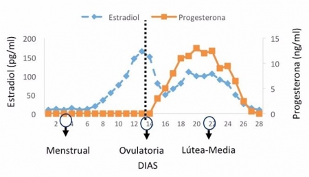 Gráfico de un estudio que analiza la relación que se produce entre las hormonas ováricas y los circuitos cerebrales (UGR) Gráfico de un estudio que analiza la relación que se produce entre las hormonas ováricas y los circuitos cerebrales (UGR)