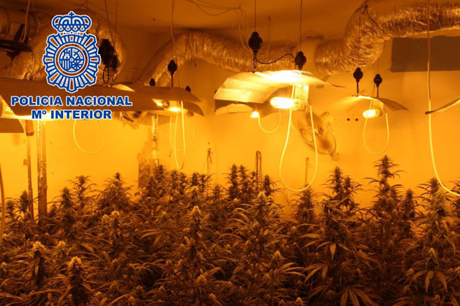 Plantación de marihuana (POLICÍA NACIONAL)
