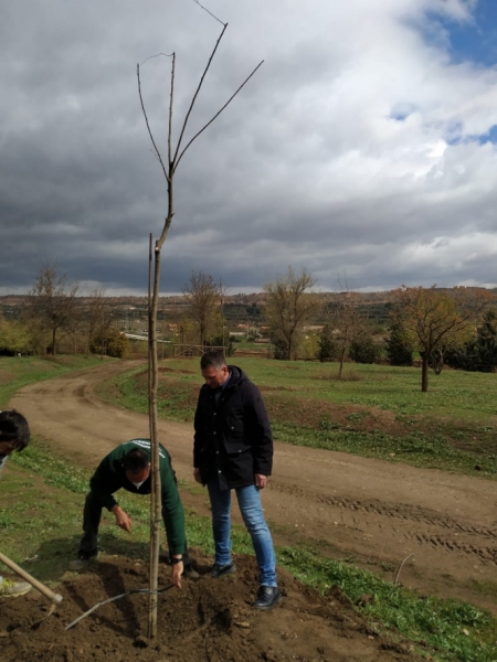 Plantación de árboles (AYTO. GUADIX)