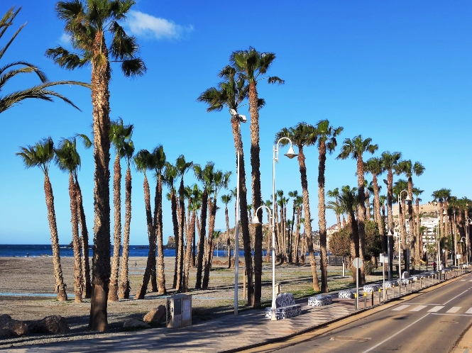 Palmeral en la playa de Puerta del Mar (AYTO. ALMUÑÉCAR) 