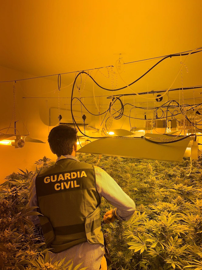 Plantación de marihuana descubierta por la Guardia Civil, en imagen de archivo (GUARDIA CIVIL)