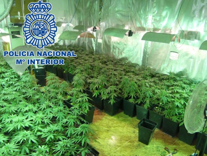 Imagen de una plantación desmantelada en Baza (POLICÍA NACIONAL) 