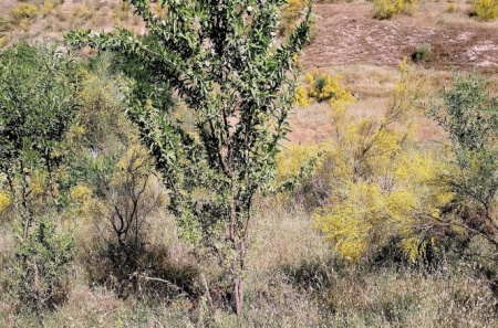 Almendro asilvestrado en cerro San Miguel (UGR) Almendro asilvestrado en cerro San Miguel (UGR)