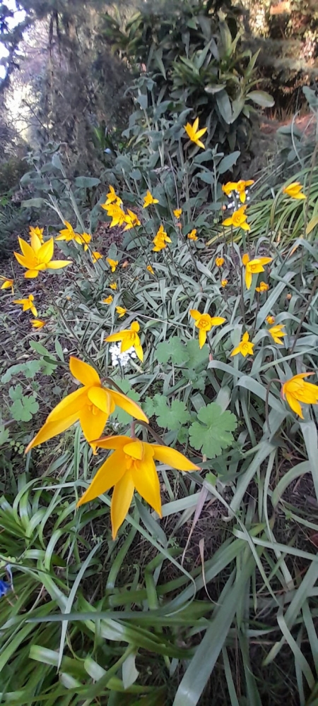 Una de las plantas autóctonas que pueden contemplarse (AYTO. MONTEFRIO)