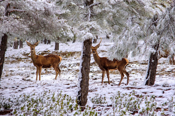Ciervos en el Parque Natural de la Sierra de Baza (JUNTA DE ANDALUCÍA)