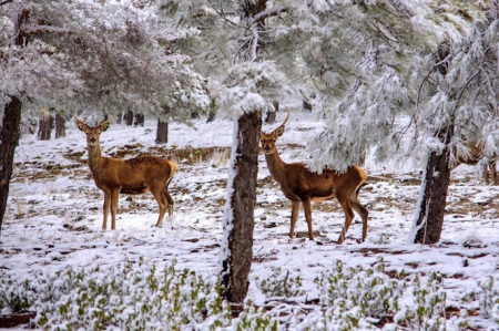 Ciervos en el Parque Natural de la Sierra de Baza (JUNTA DE ANDALUCÍA)