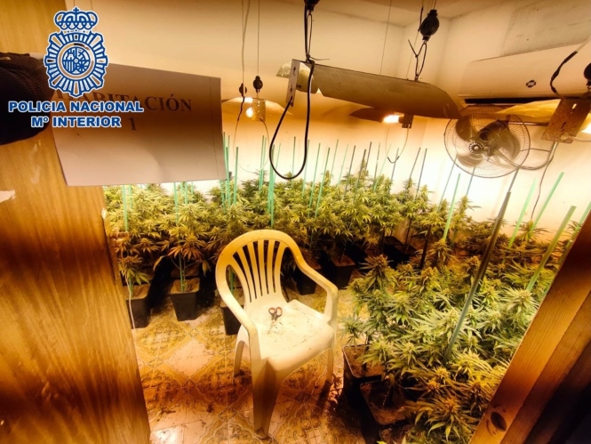 Plantación de marihuana (POLICÍA NACIONAL) 