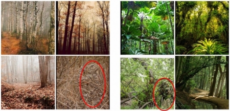 Ejemplo de imágenes utilizadas en el experimento de la UGR con escenas naturales (UGR) Ejemplo de imágenes utilizadas en el experimento de la UGR con escenas naturales (UGR)