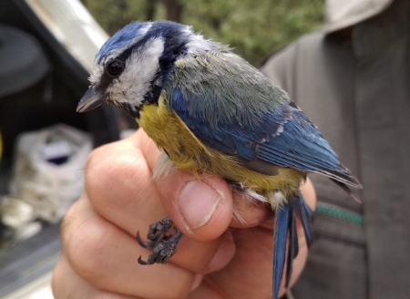 Adulto de herrerillo común (Cyanistes caeruleus), la especie de ave sobre la que se ha realizado el estudio (UGR-JORGE GARRIDO) Adulto de herrerillo común (Cyanistes caeruleus), la especie de ave sobre la que se ha realizado el estudio (UGR-JORGE GARRIDO)