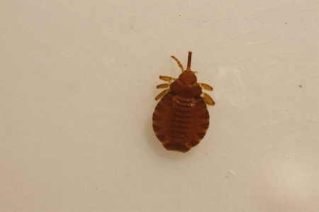 Piojo (UGR) Piojo (UGR)