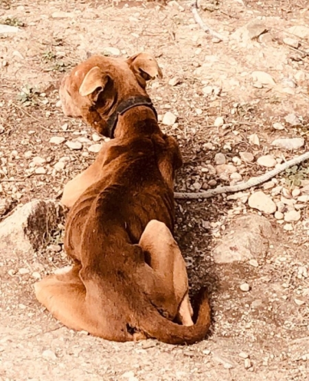Imagen de la perra desnutrida (AYTO. PINOS PUENTE)