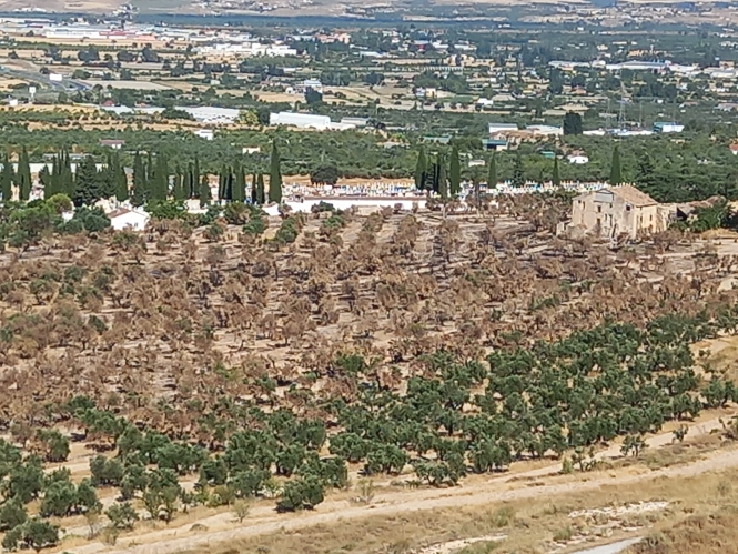 Efectos de un incendio junto al cementerio de Baza (AGAPRO)