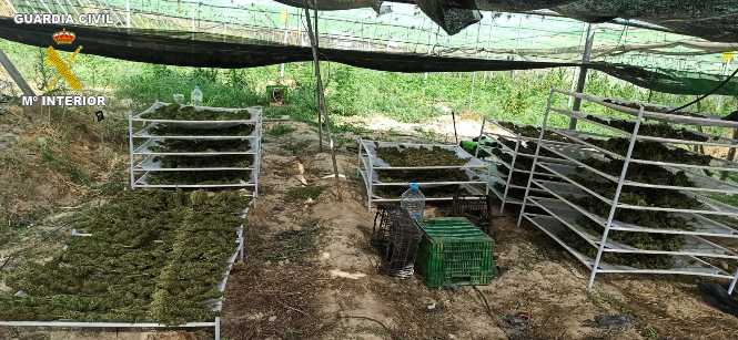 Imagen de la plantación (GUARDIA CIVIL) 