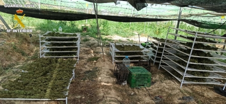 Imagen de la plantación (GUARDIA CIVIL) 