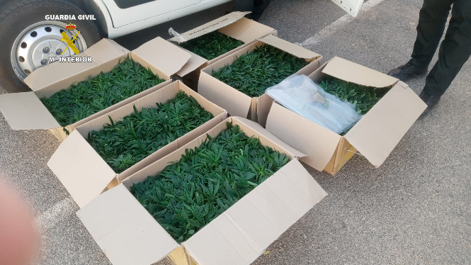 Imagen de los plantones de marihuana (GUARDIA CIVIL) 