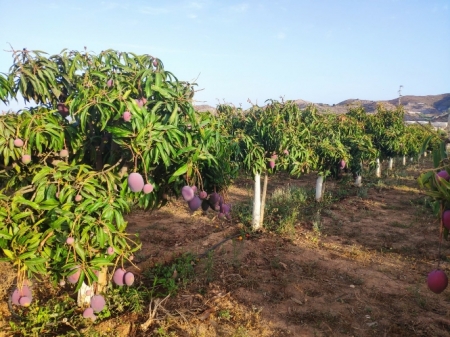 Plantación de mangos en La Nacla - Puntalón (CAJA RURAL) Plantación de mangos en La Nacla - Puntalón (CAJA RURAL)