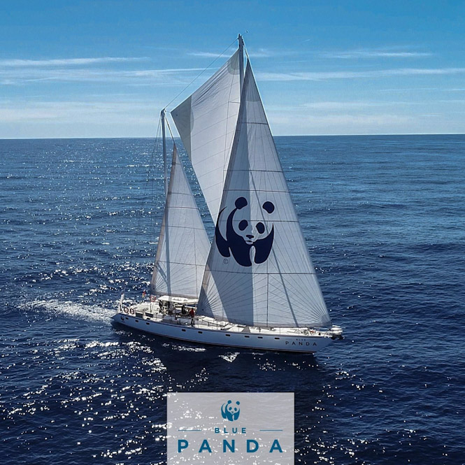 Blue Panda de WWF (WWF)
