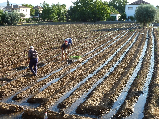 Agricultores en la Vega de Granada (SOMOS VEGA) 