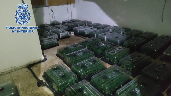 Marihuana incautada en el operativo (POLICIA NACIONAL)