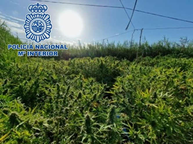 Plantación exterior de marihuana en Motril (POLICÍA NACIONAL) 