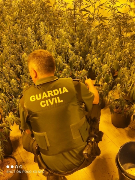 Agente de la Guardia Civil junto a una plantación de marihuana (GUARDIA CIVIL) 