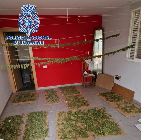 Plantación de marihuana en Motril (POLICÍA NACIONAL)