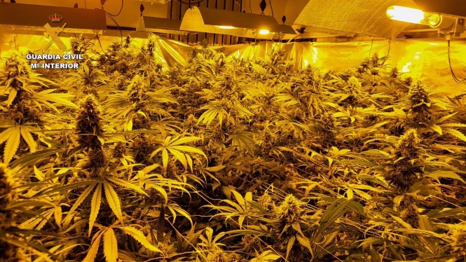 Imagen de archivo de un centro de producción de marihuana (GUARDIA CIVIL) 