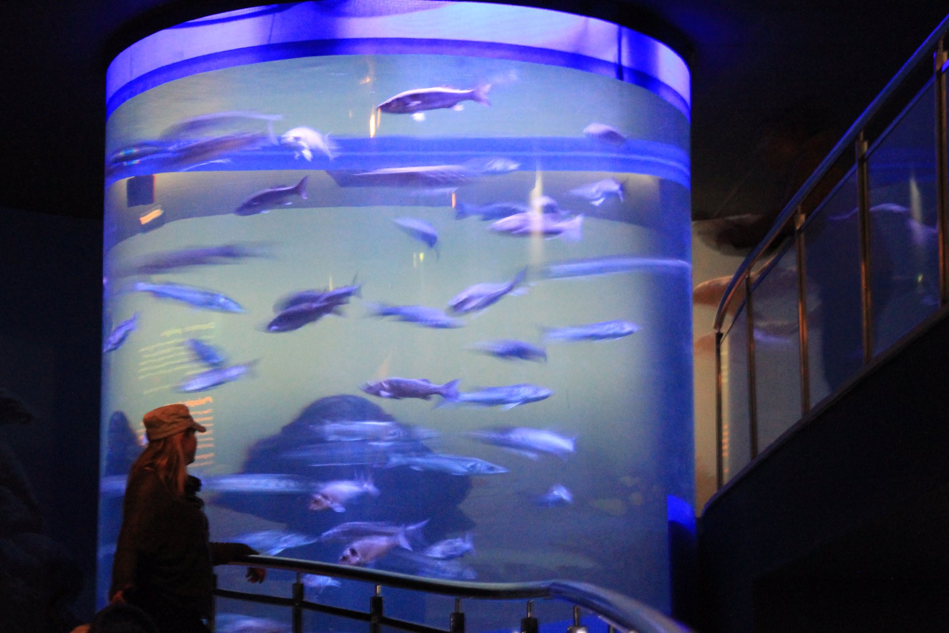 Pecera cilíndrica del Acuario (AYUNTAMIENTO)