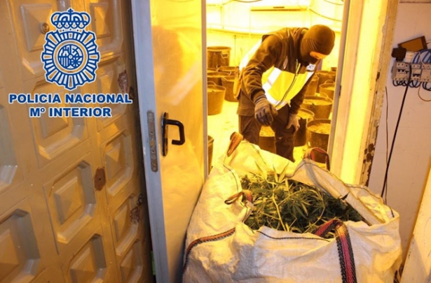 Plantas de marihuana intervenidas en la operación `Torre` en Granada (POLICÍA NACIONAL)