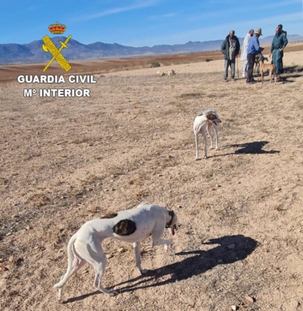 Tres investigados por caza furtiva con galgos en un paraje de Baza (GUARDIA CIVIL)