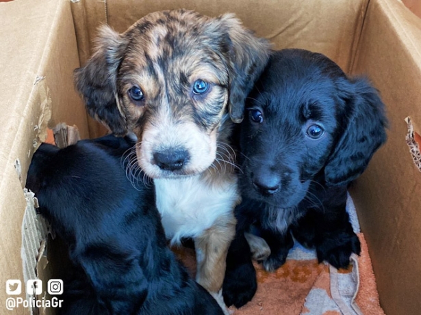 Cachorros rescatados (POLICÍA LOCAL)