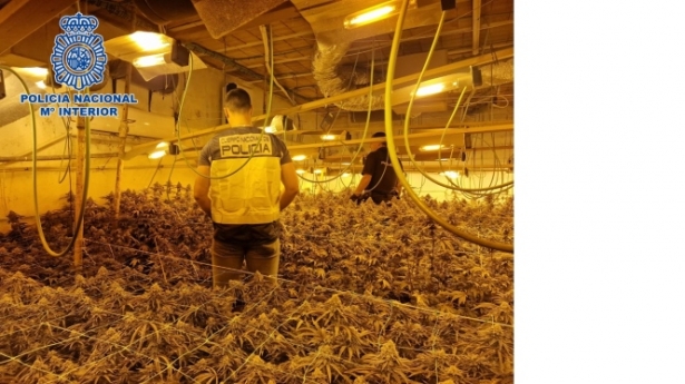 Plantación de marihuana intervenida por la Policia Nacional (POLICIA ANCIONAL)