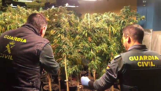 Agentes de la Guardia Civil intervienen una plantación de marihuana (GUARDIA CIVIL)