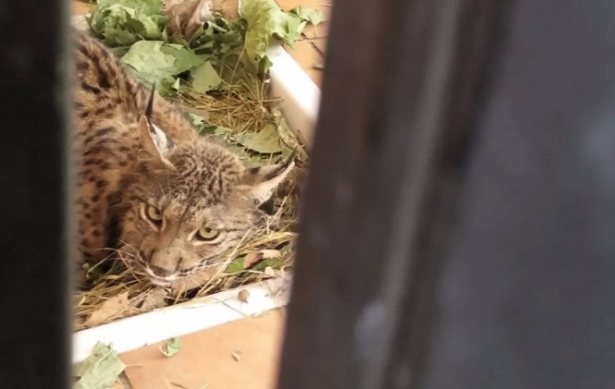 El ejemplar de lince ibérico en el Centro de Recuperación de Especies Amenazadas (CREA), en Pinos Genil (Granada), en imagen de archivo (JUNTA)