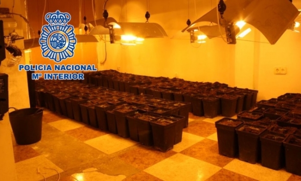 Esquejes de marihuana (POLICÍA NACIONAL) 