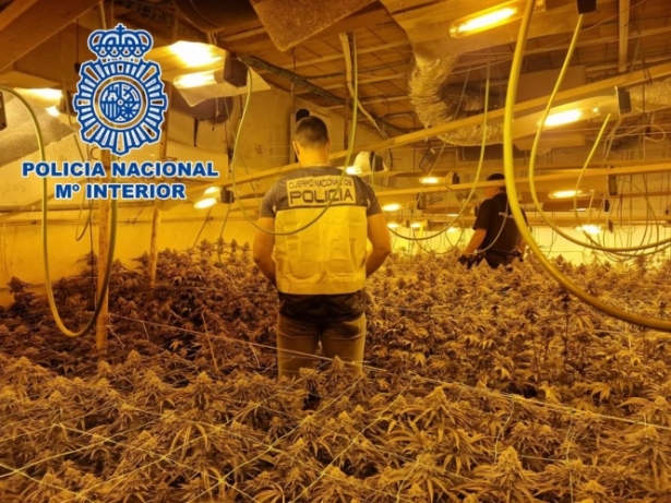 Plantacion de marihuana (POLICIA NACIONAL)