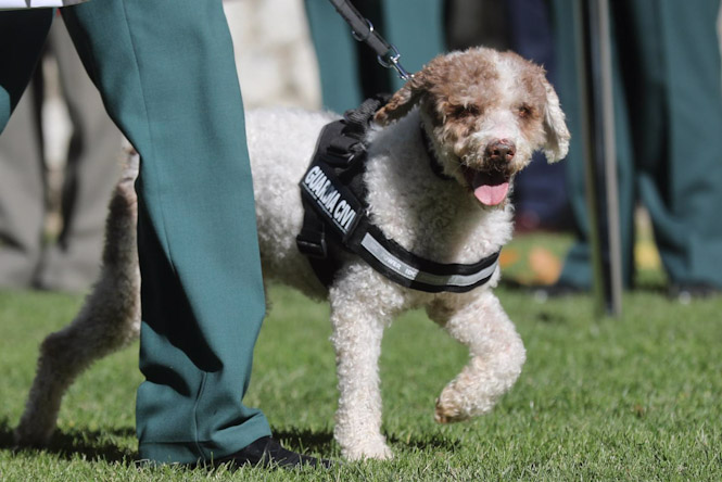 Perro de una unidad canina de la Guardia Civil, en imagen de archivo (ISABEL INFANTES - EUROPA PRESS )