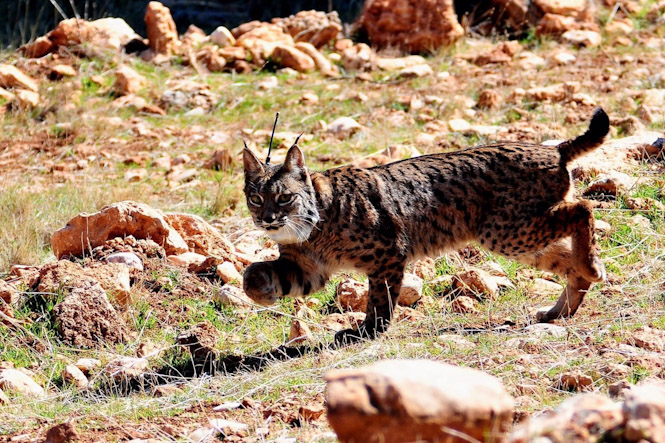 Lince liberado en Sierra Arana (JUNTA DE ANDALUCÍA)