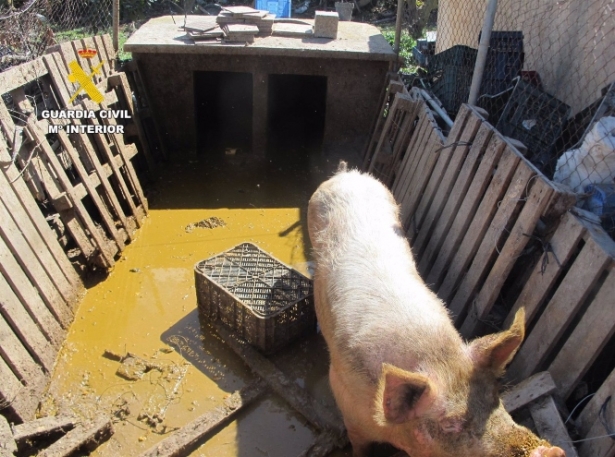 Cerda de cría, en malas condiciones en una explotación de Motril (GUARDIA CIVIL)